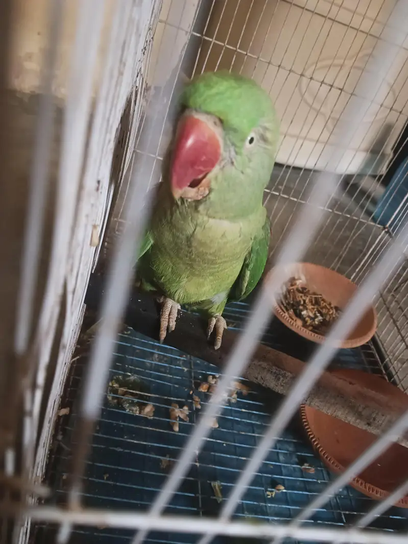  Raw Parrot Female – Jumbo Size + Cage Included — photo 5