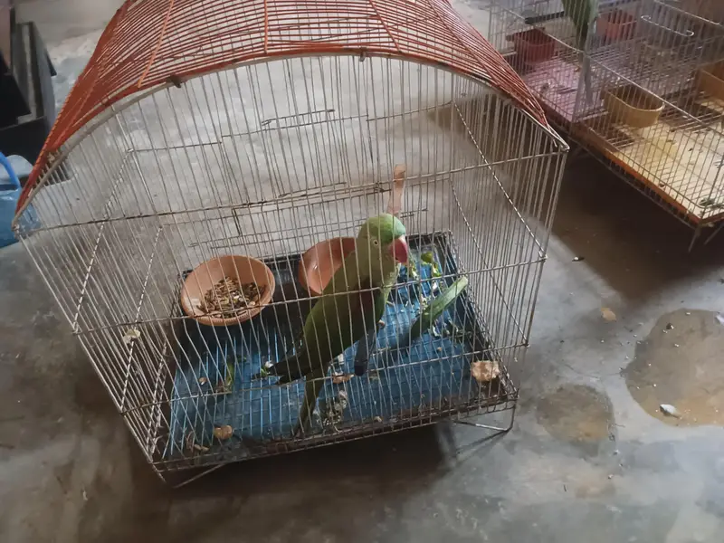  Raw Parrot Female – Jumbo Size + Cage Included — photo 6