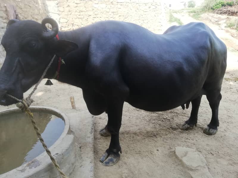 فروخت کے لیے بھینس   صرف 10ن پہلے سوئی ہوئی بھینس فروخت کے لیے دست 1