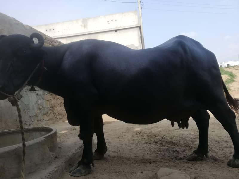 فروخت کے لیے بھینس   صرف 10ن پہلے سوئی ہوئی بھینس فروخت کے لیے دست 2