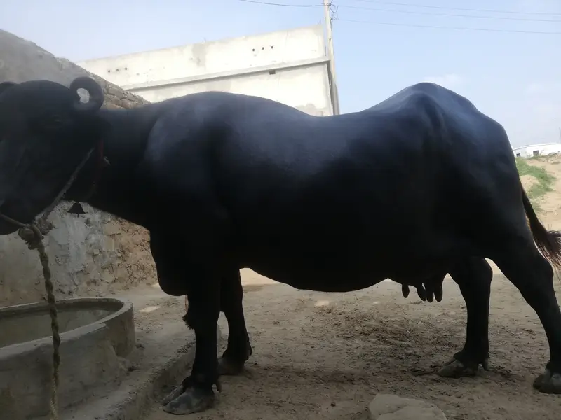 فروخت کے لیے بھینس   صرف 10ن پہلے سوئی ہوئی بھینس فروخت کے لیے دست — photo 3