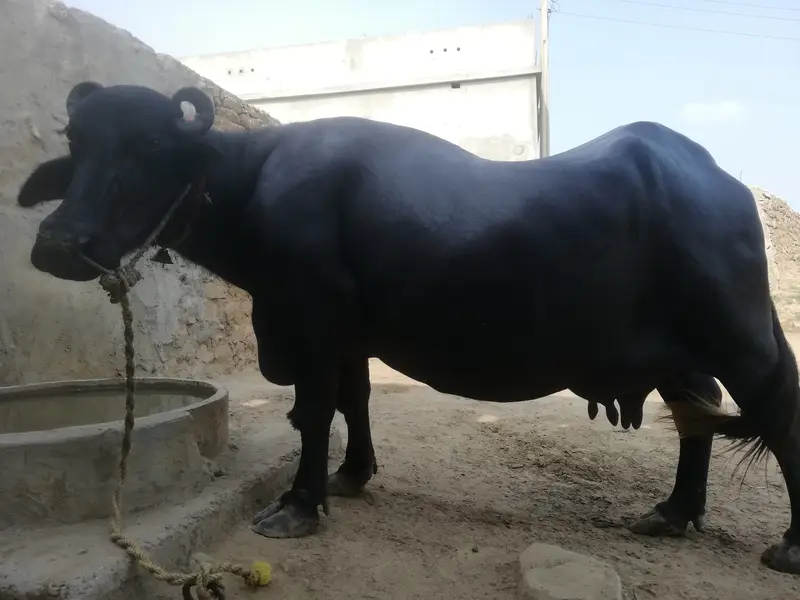 فروخت کے لیے بھینس   صرف 10ن پہلے سوئی ہوئی بھینس فروخت کے لیے دست — photo 4
