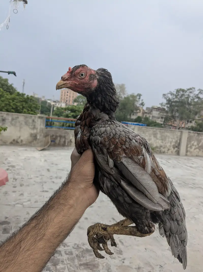 Aseel for sale — photo 2