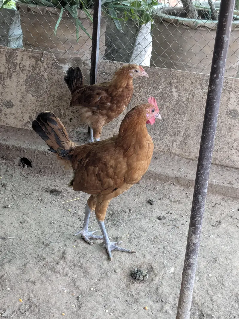 Aseel for sale — photo 3