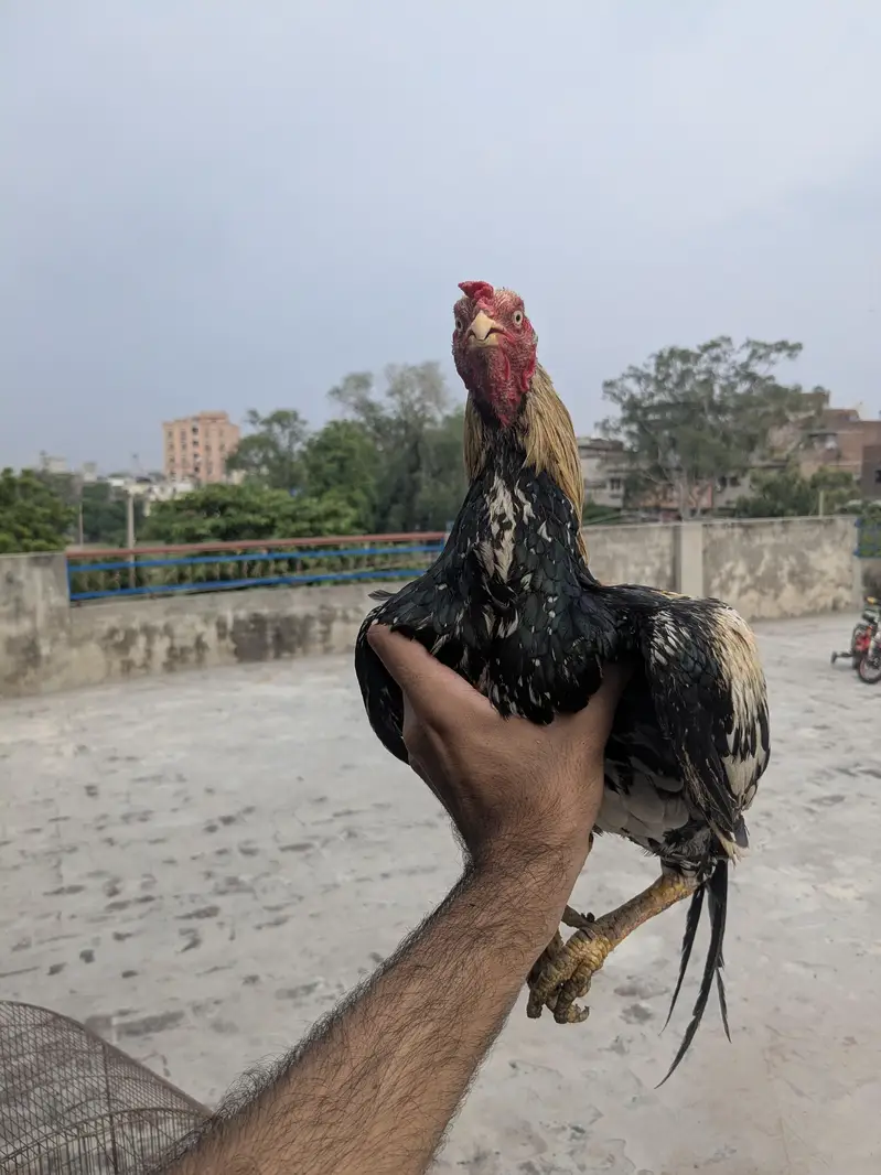 Aseel for sale — photo 4
