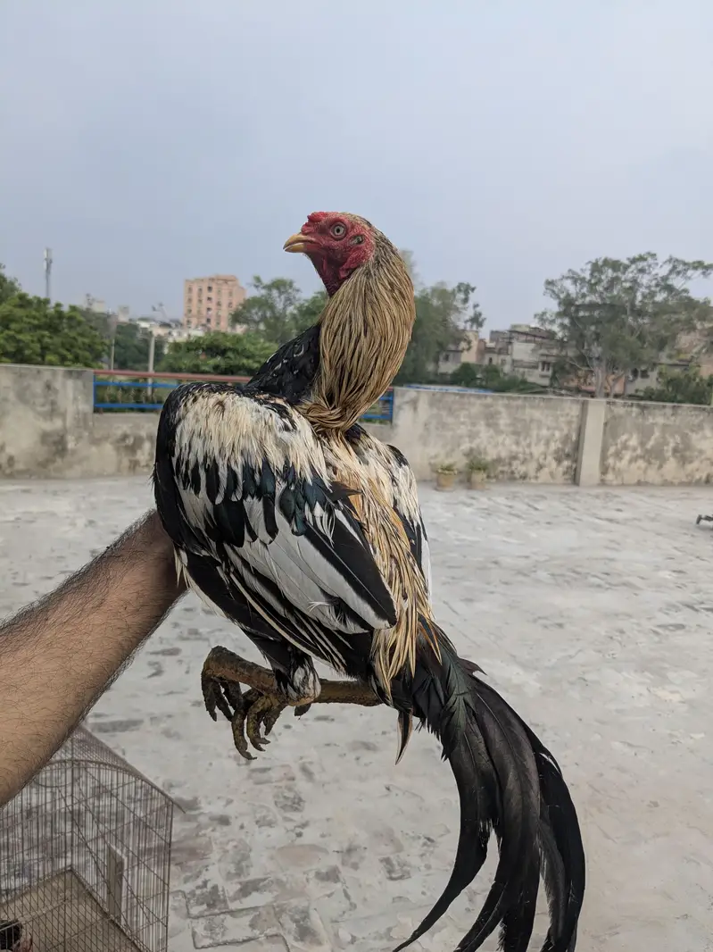 Aseel for sale — photo 5