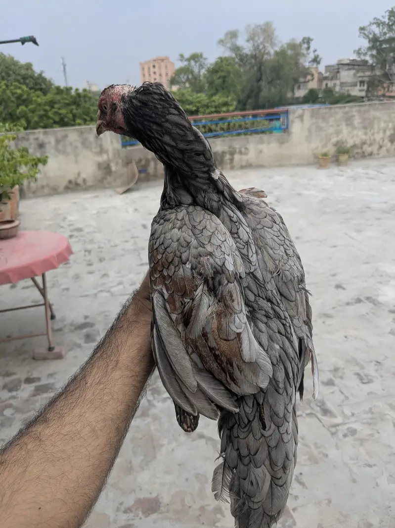Aseel for sale — photo 6