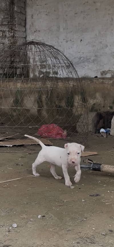 Dogo urgentino male cross Gultair female