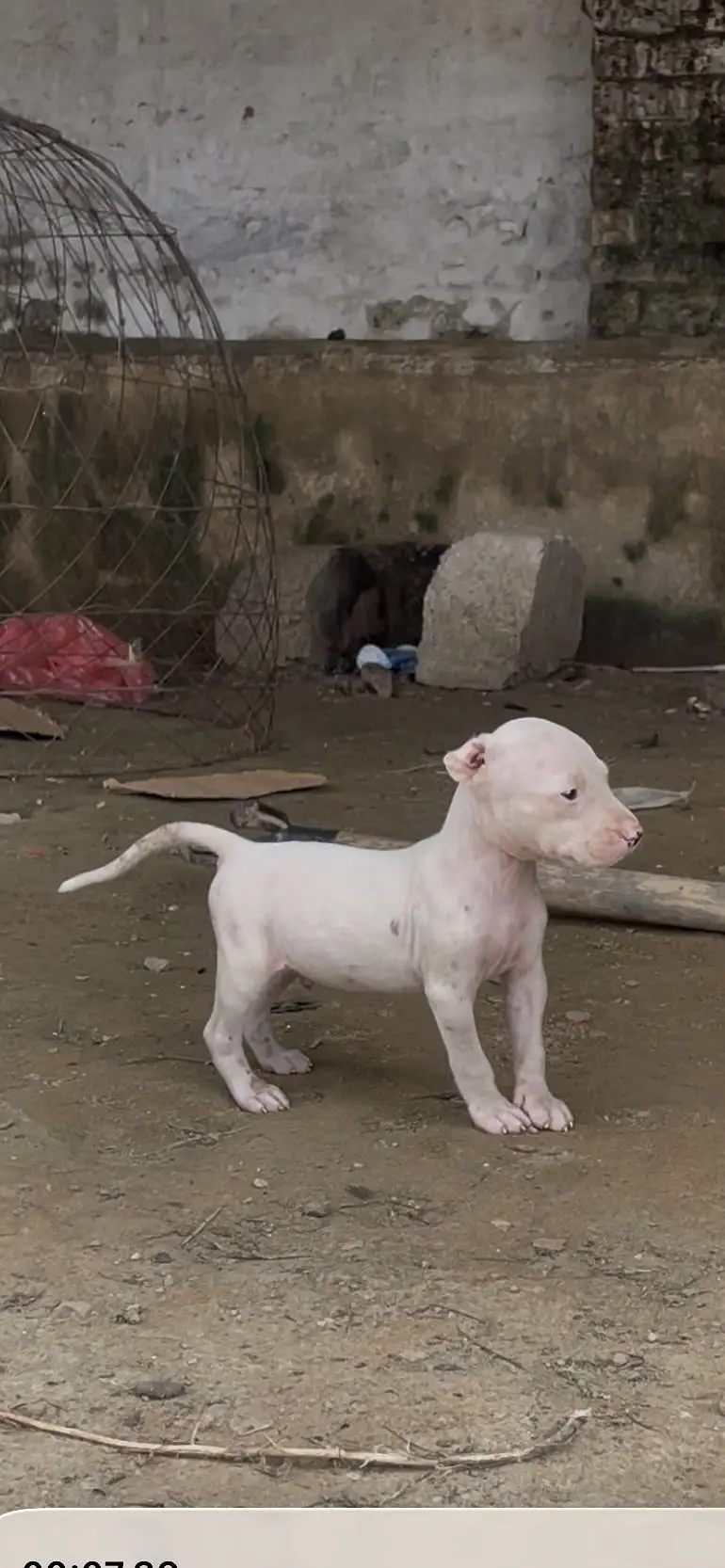 Dogo urgentino male cross Gultair female — photo 2