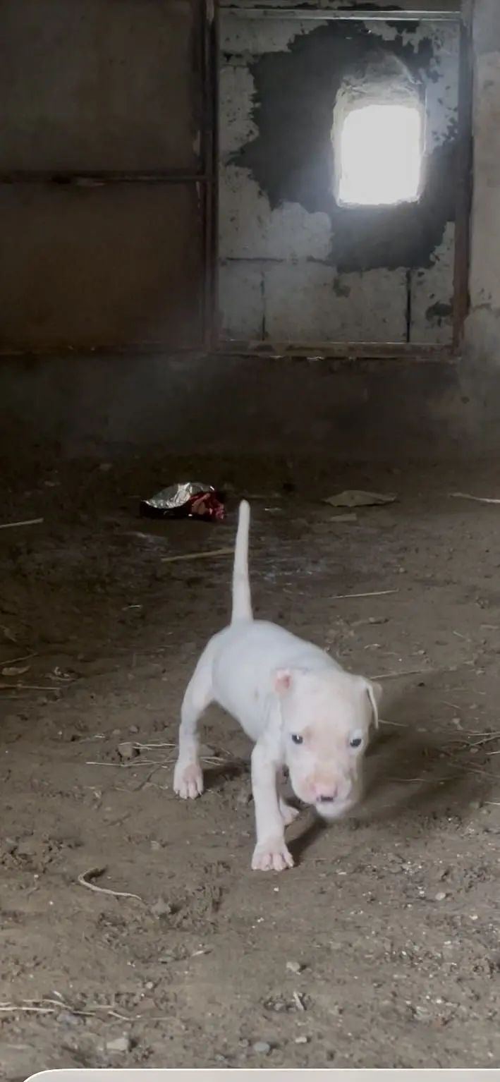 Dogo urgentino male cross Gultair female — photo 3