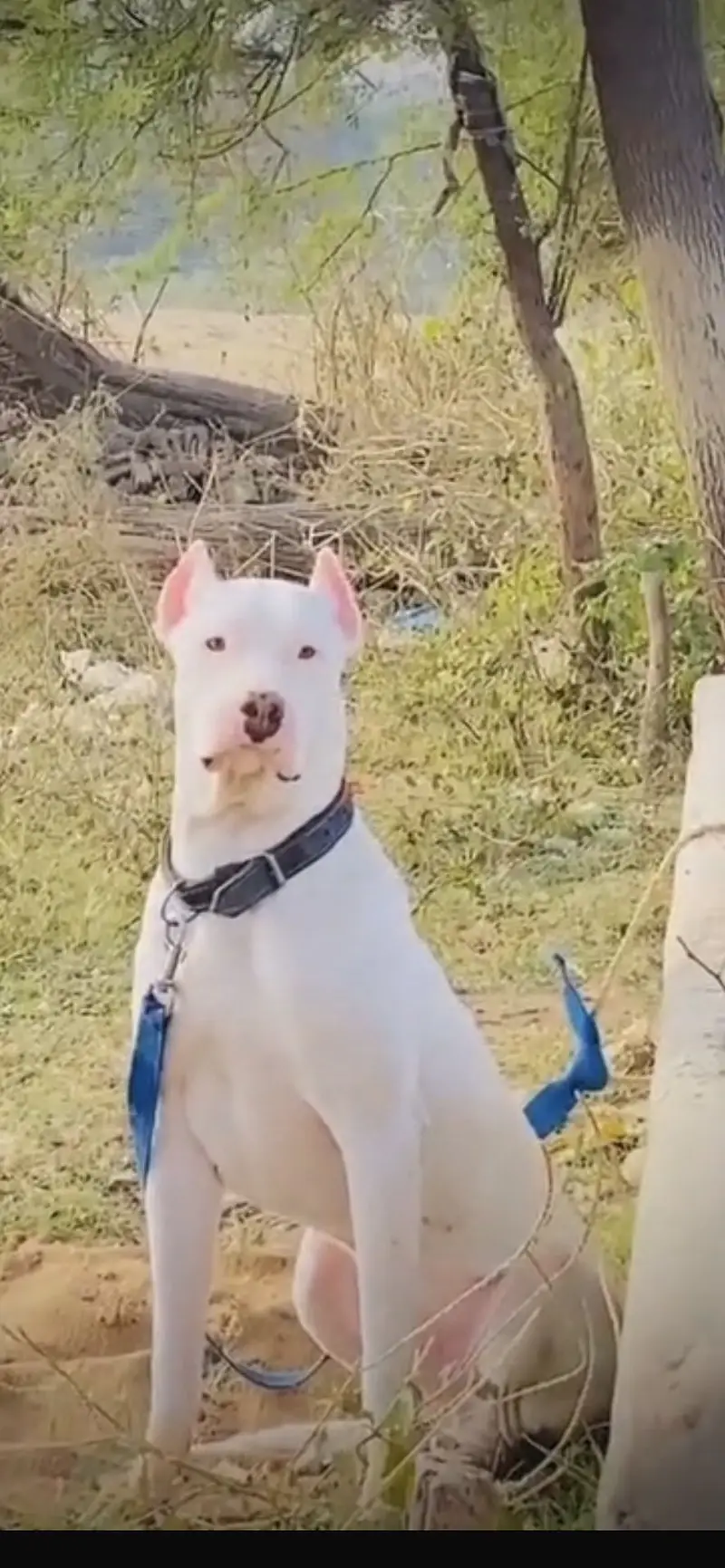 Dogo urgentino male cross Gultair female — photo 4