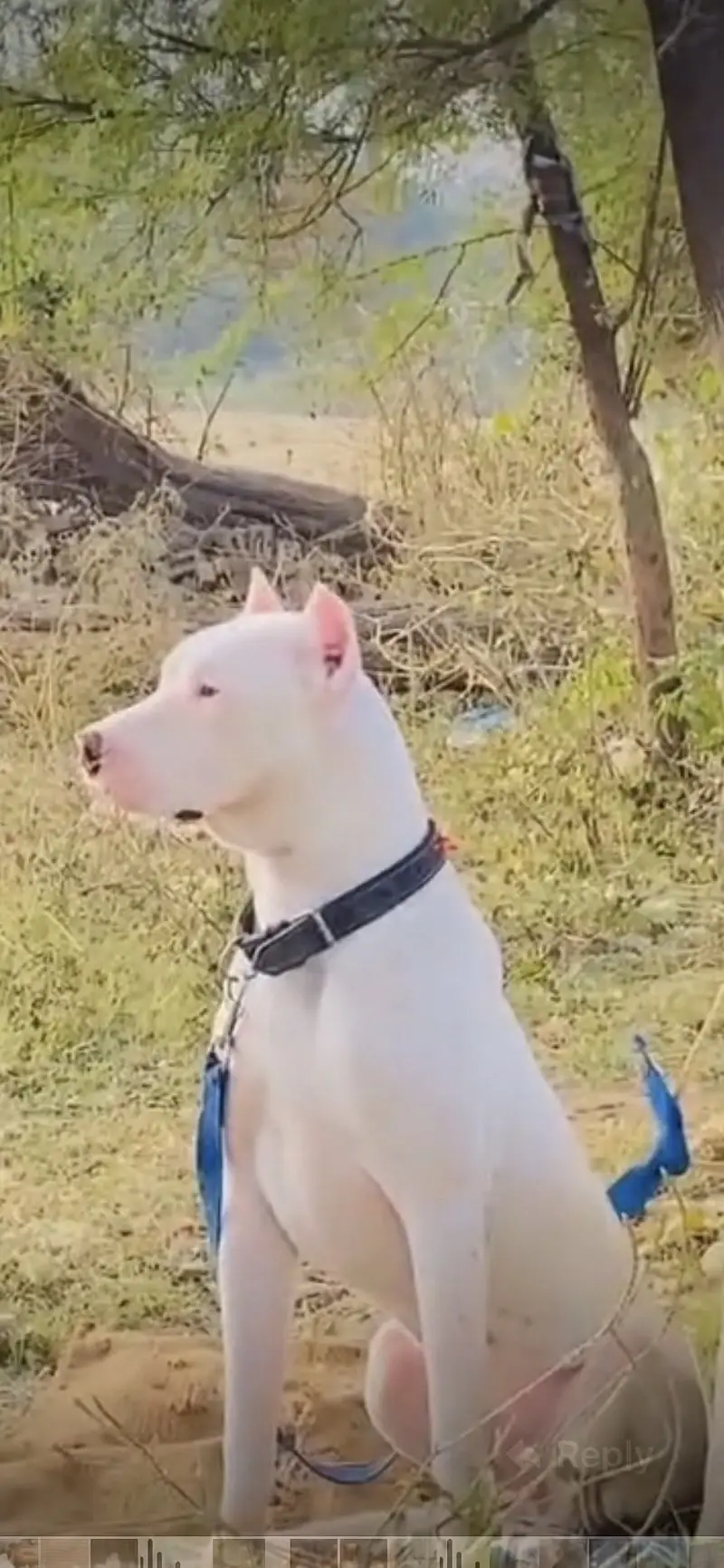 Dogo urgentino male cross Gultair female — photo 5