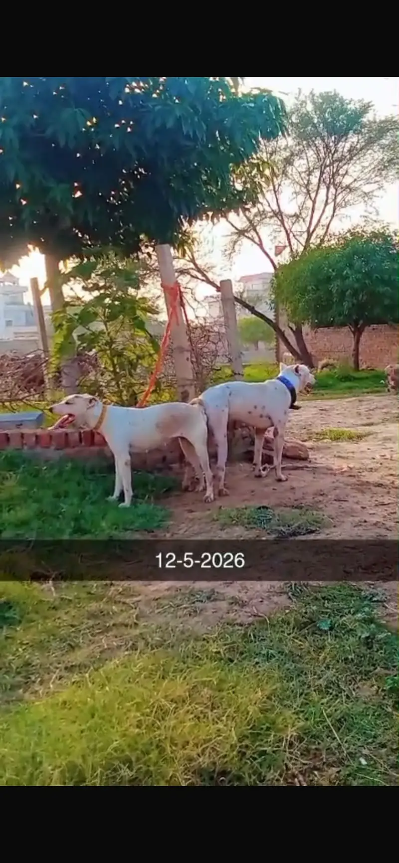 Dogo urgentino male cross Gultair female — photo 6