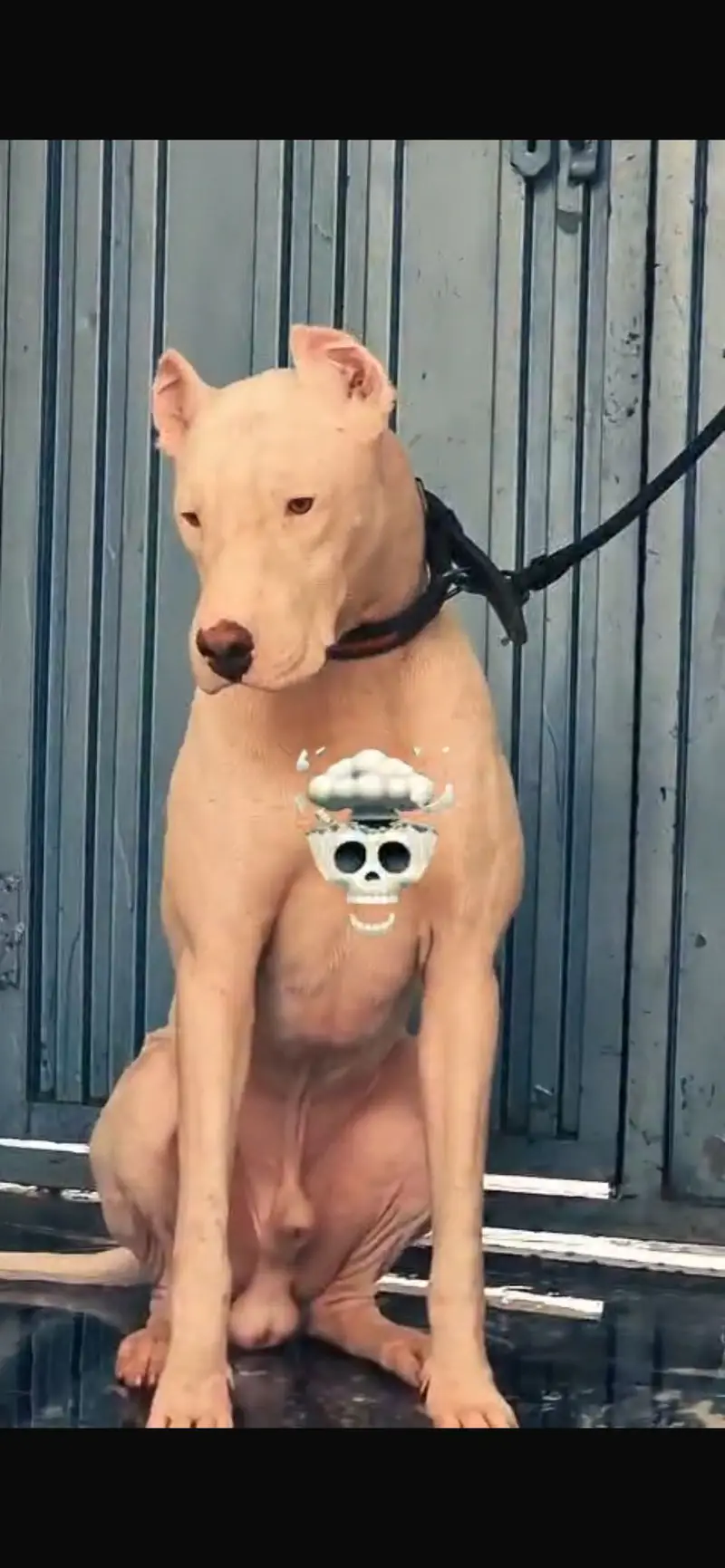 Dogo urgentino male cross Gultair female — photo 7