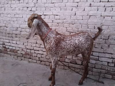 desi Bakra for sale,,,03299224671