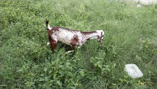Makhi cheeni path for Sale 03238510786