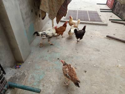 desi hen