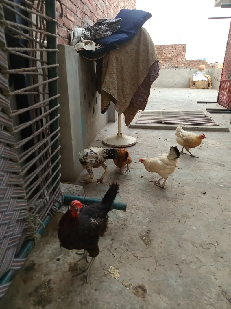 desi hen — photo 2