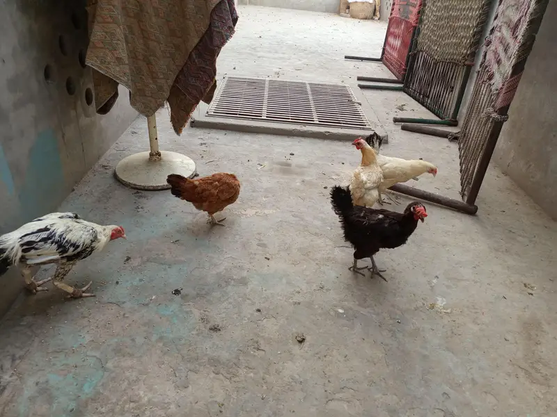 desi hen — photo 3