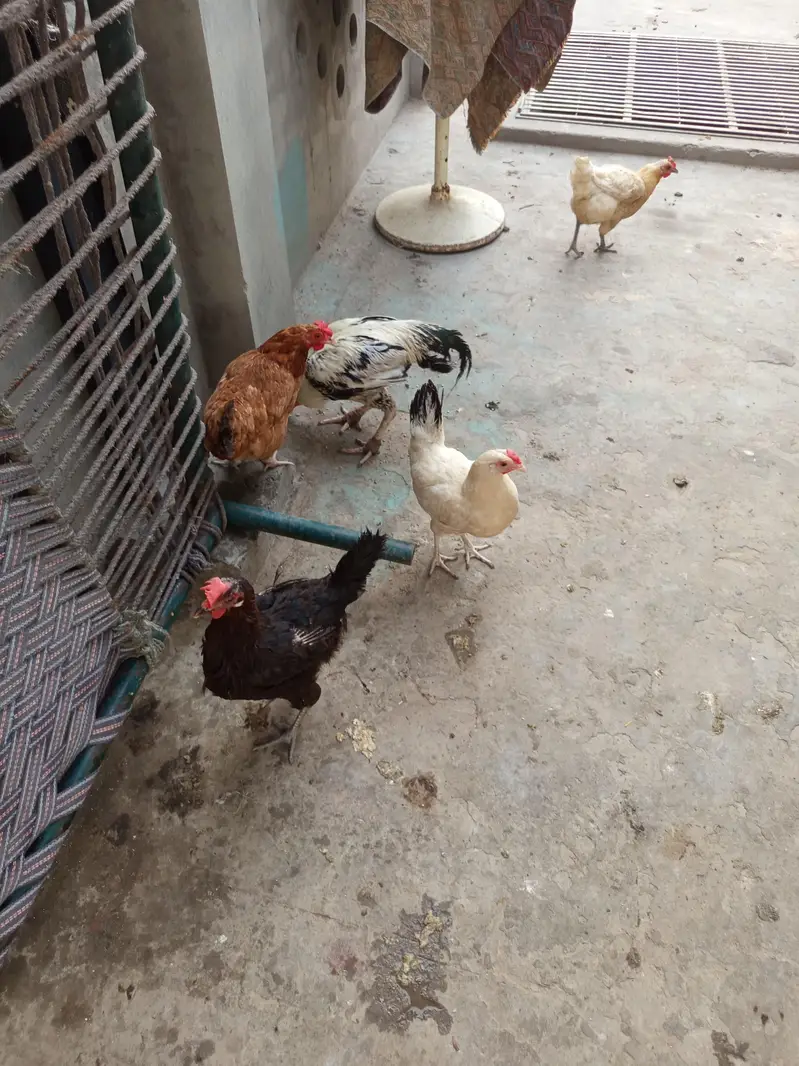 desi hen — photo 4