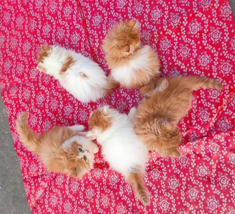 Quality Persian Punchface cat & kitten. moreWhatsApp 03714663282 — photo 2