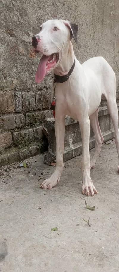 bully dog