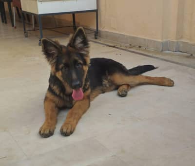 German Shepherd Long Coat