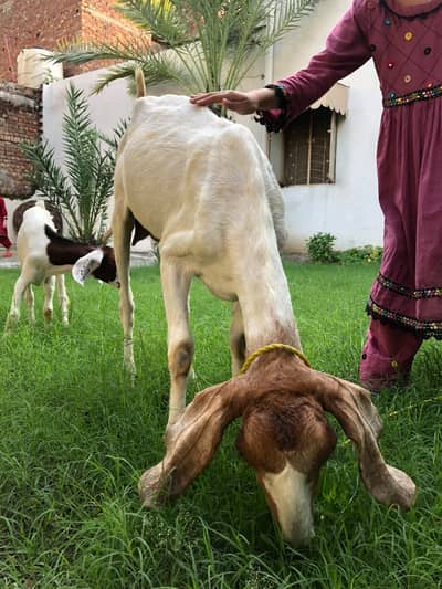 Premium High Quality Desi Goats for sale
