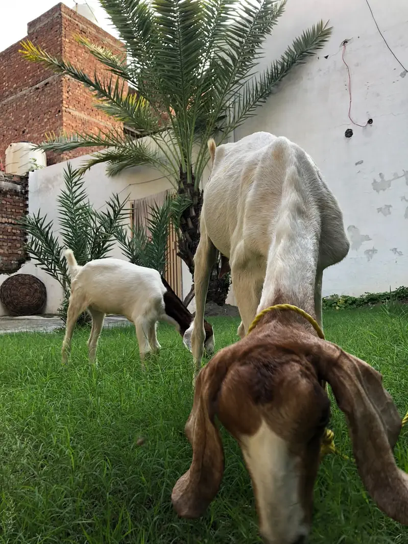 Premium High Quality Desi Goats for sale — photo 2