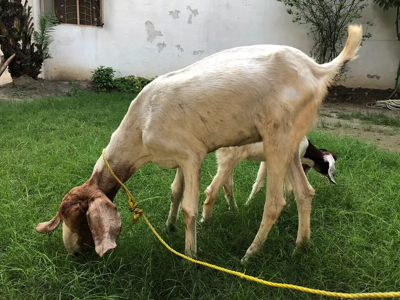 Premium High Quality Desi Goats for sale — photo 4