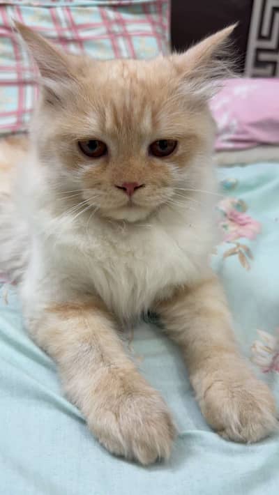Persian Triple Coat Male Cat
