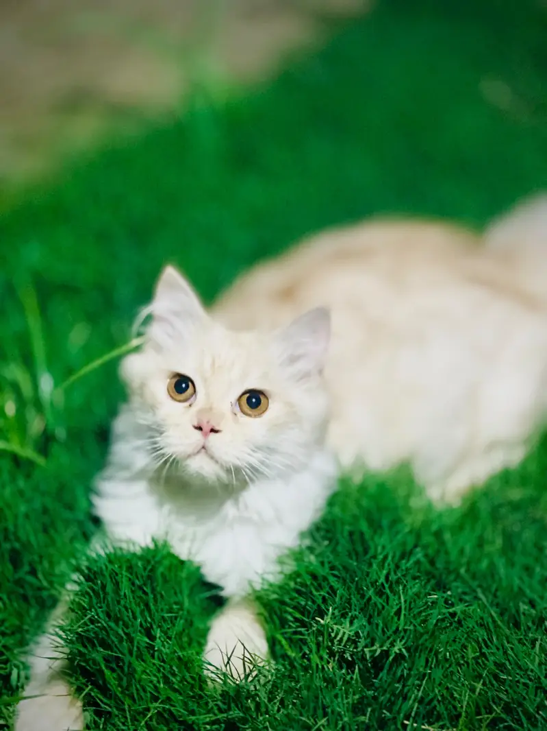 Persian Triple Coat Male Cat — photo 2