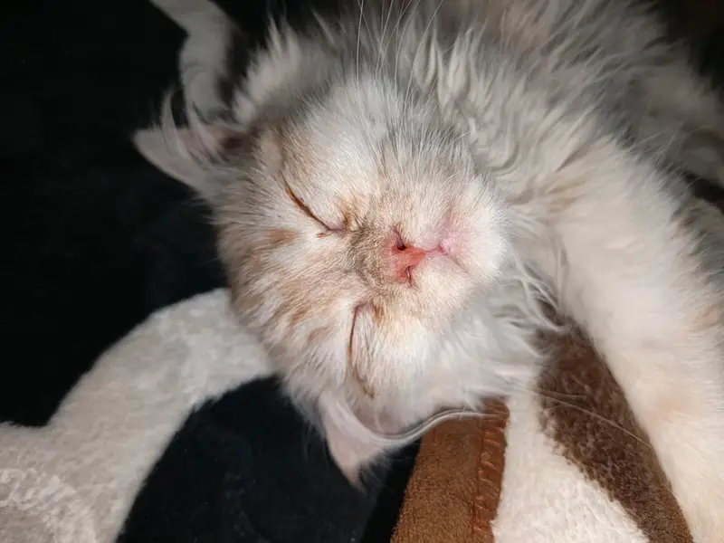 Persian Triple Coat Male Cat — photo 3