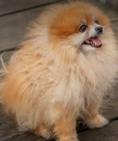 Pomeranian only studr available