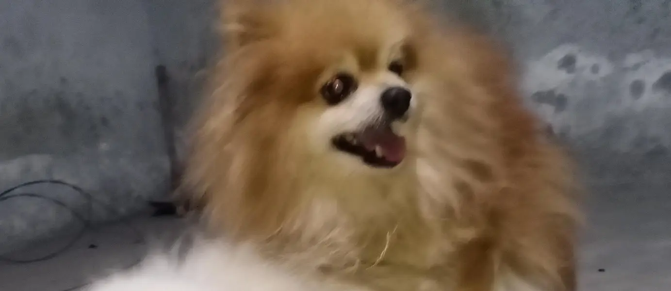 Pomeranian only studr available — photo 2