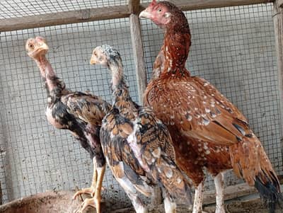 one Hen 2 his sons