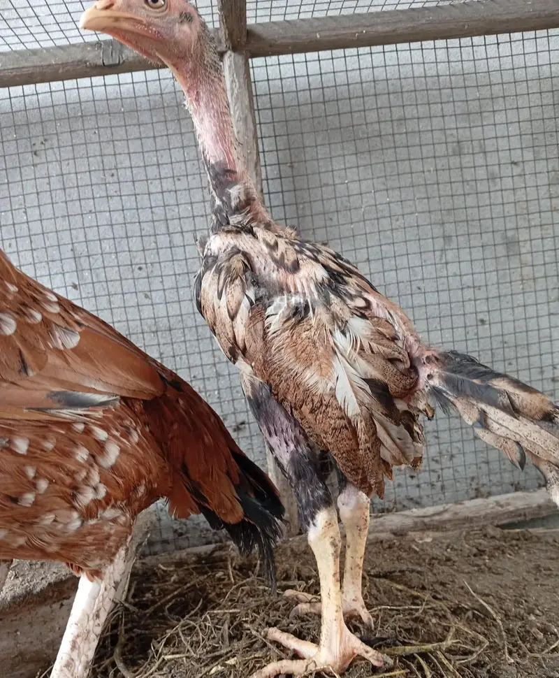one Hen 2 his sons — photo 2