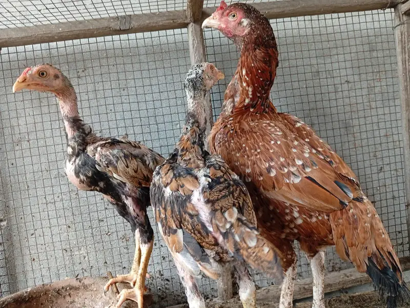 one Hen 2 his sons — photo 3
