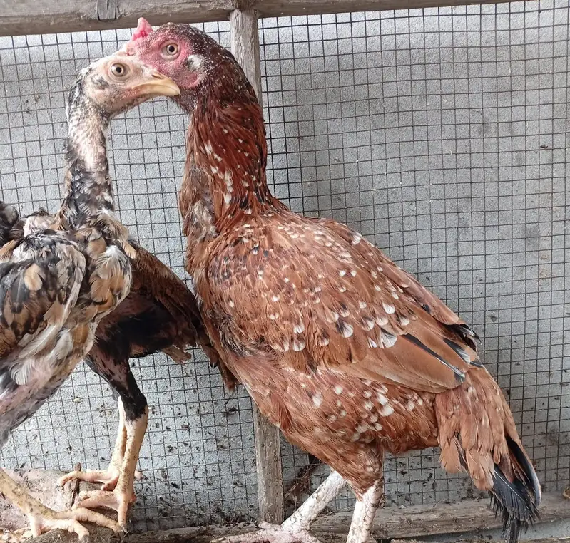 one Hen 2 his sons — photo 4