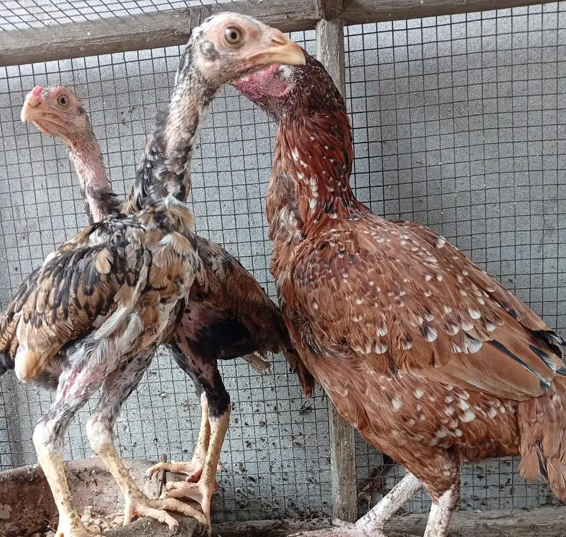 one Hen 2 his sons — photo 5