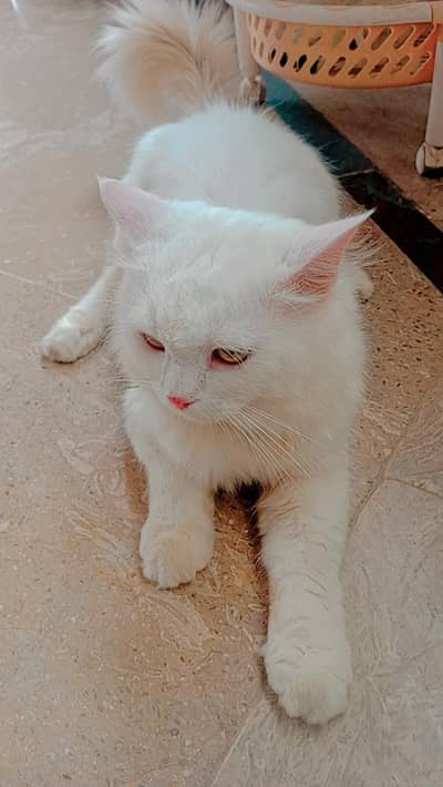 Persian Cat Double coat