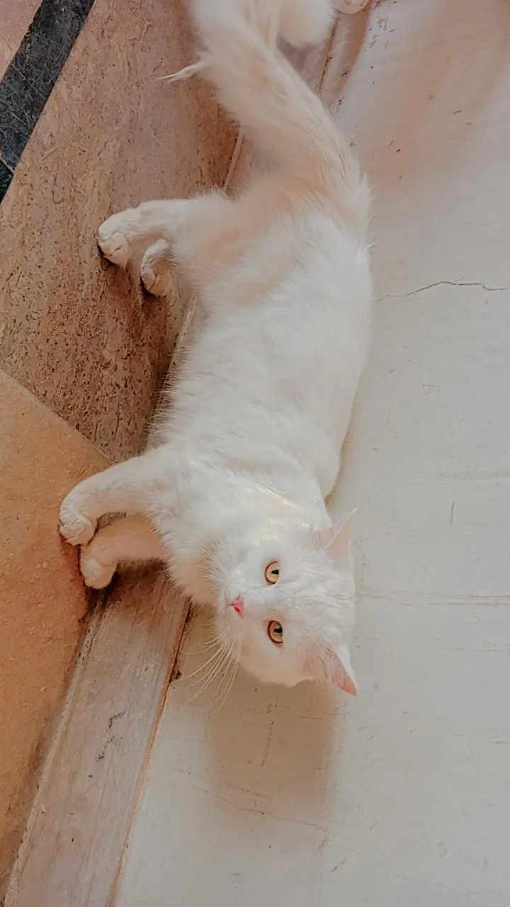 Persian Cat Double coat — photo 2
