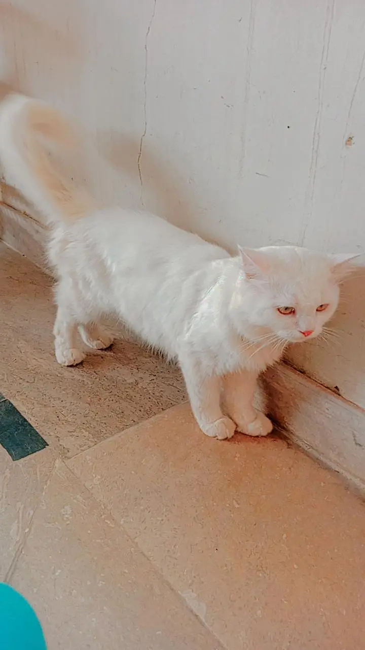 Persian Cat Double coat — photo 3