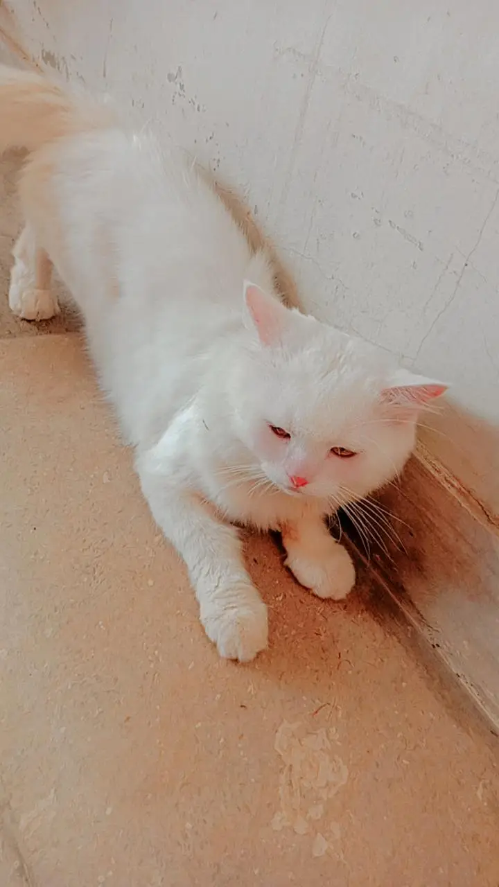 Persian Cat Double coat — photo 4