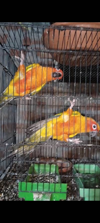 Sunconor pair Non dna