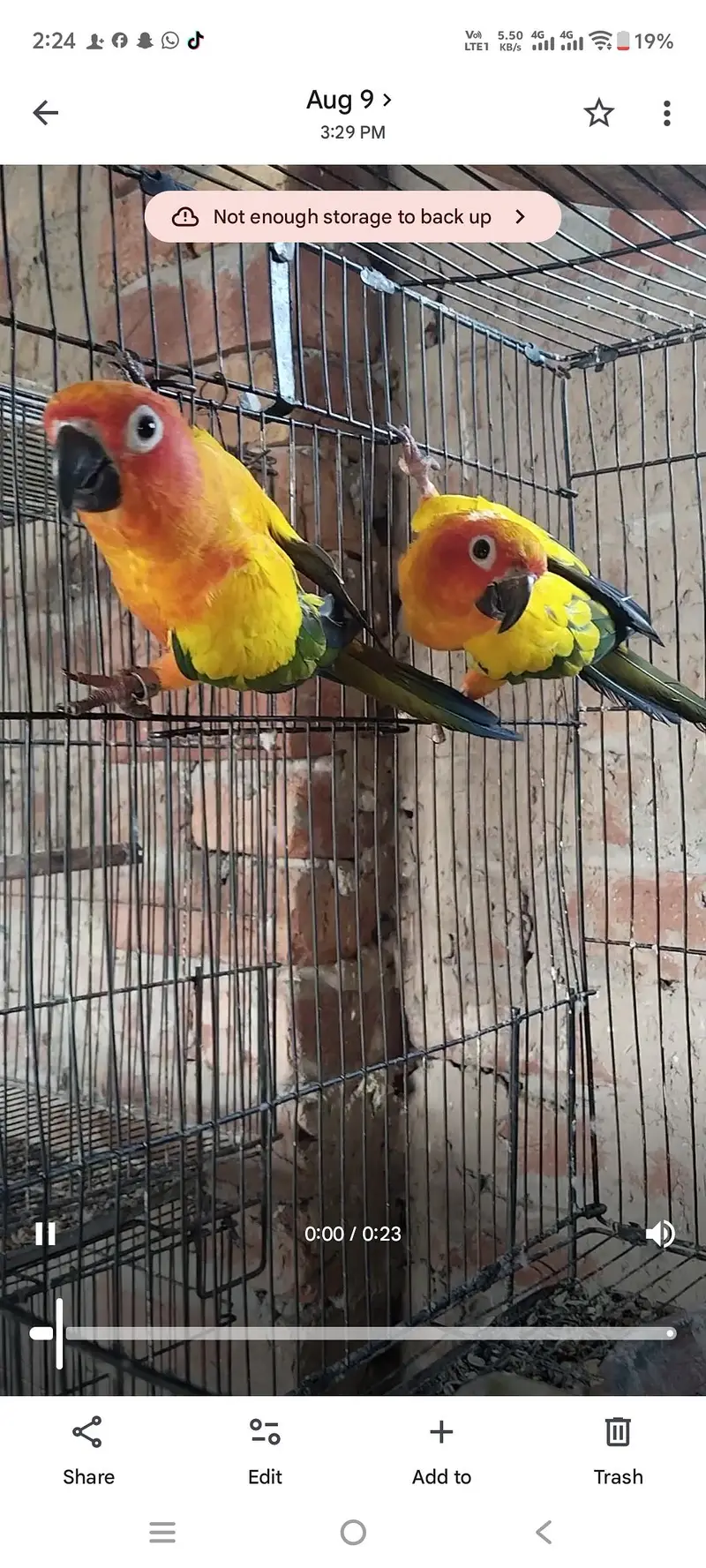 Sunconor pair Non dna — photo 2