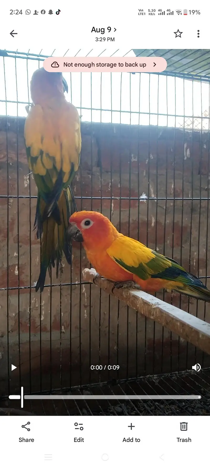 Sunconor pair Non dna — photo 3