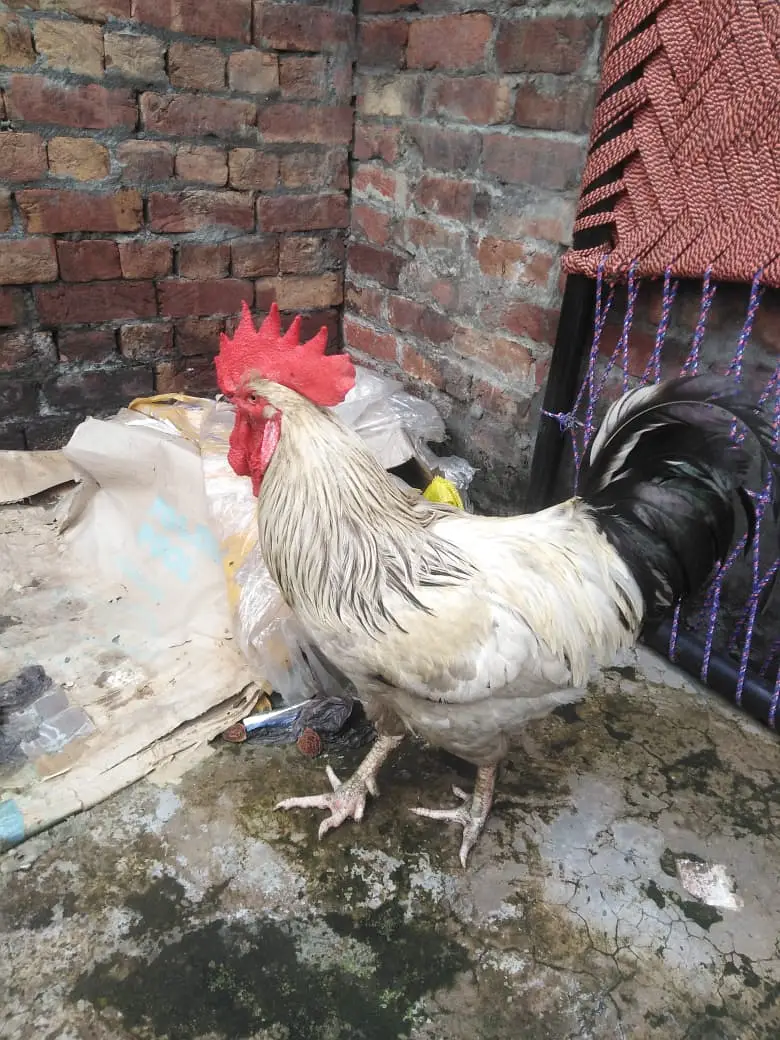 Light success hight weight murga hai — photo 2