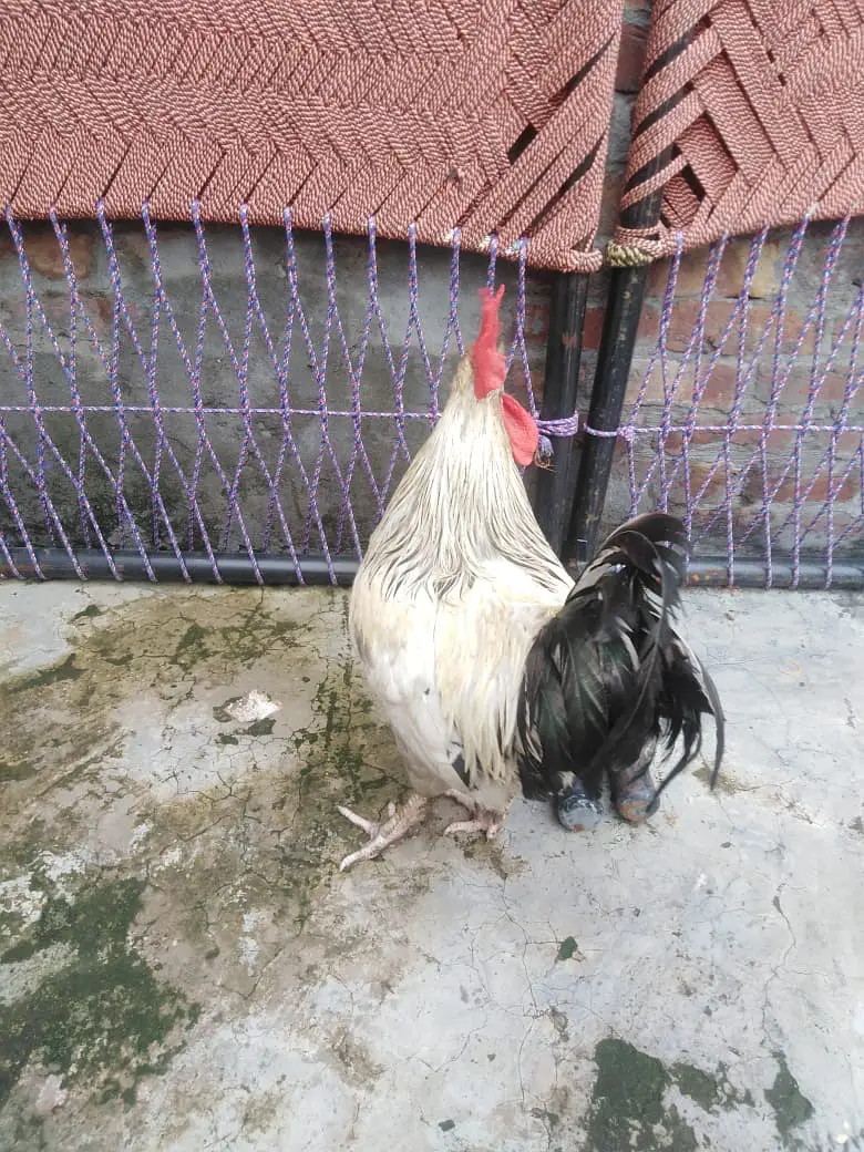 Light success hight weight murga hai — photo 3