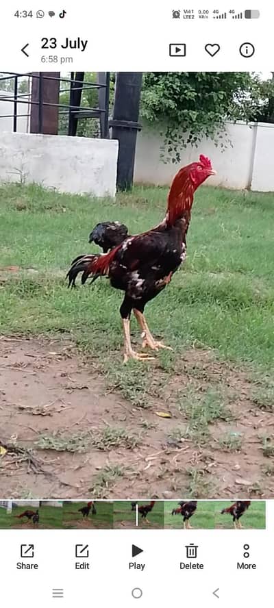 pure Kamalia blood line breeder